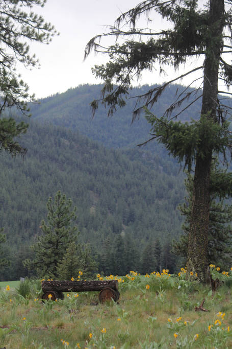 three-log bench, Arrowleaf balsamroot, mountain view